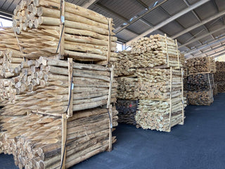 Robinia Child - ø 10 - 12 CM - Lands End B.V.