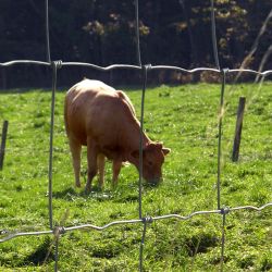 Prairie® Light mesh - 80 cm high | roll 50 m - Lands End B.V.